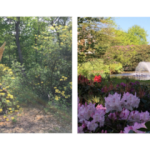 The grounds of Ashton Grange